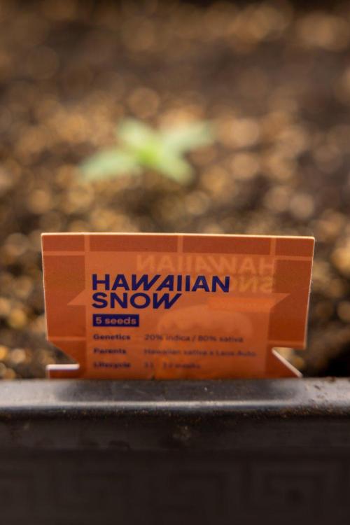 Hawaiian Snow 🌸 Auto - Zamnesia x B&B. Week 1 - Hawaiian Snow Auto - Day 6