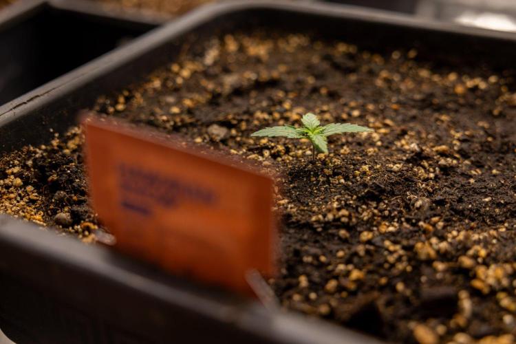 Hawaiian Snow 🌸 Auto - Zamnesia x B&B. Week 1 - Hawaiian Snow Auto - Day 6