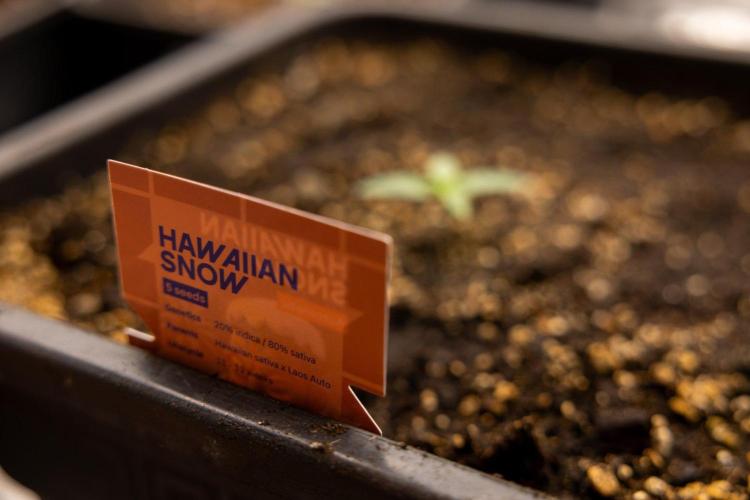 Hawaiian Snow 🌸 Auto - Zamnesia x B&B. Week 1 - Hawaiian Snow Auto - Day 6