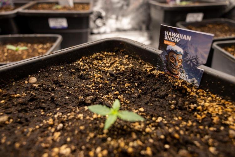 Hawaiian Snow 🌸 Auto - Zamnesia x B&B. Week 1 - Hawaiian Snow Auto - Day 6