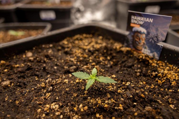 Hawaiian Snow 🌸 Auto - Zamnesia x B&B. Week 1 - Hawaiian Snow Auto - Day 6