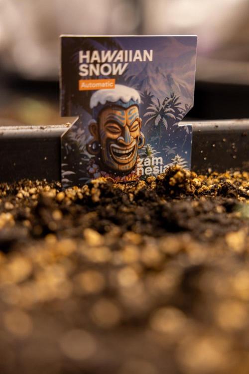 Hawaiian Snow 🌸 Auto - Zamnesia x B&B. Week 1 - Hawaiian Snow Auto - Day 6