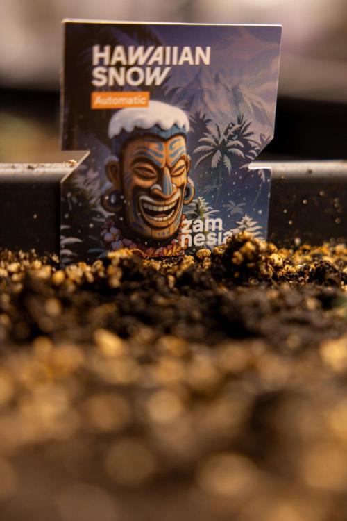 Hawaiian Snow 🌸 Auto - Zamnesia x B&B. Week 1 - Hawaiian Snow Auto - Day 6