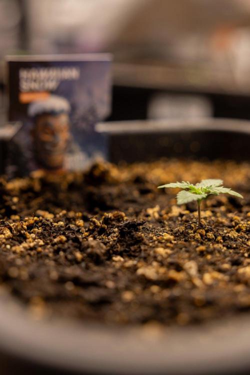 Hawaiian Snow 🌸 Auto - Zamnesia x B&B. Week 1 - Hawaiian Snow Auto - Day 6
