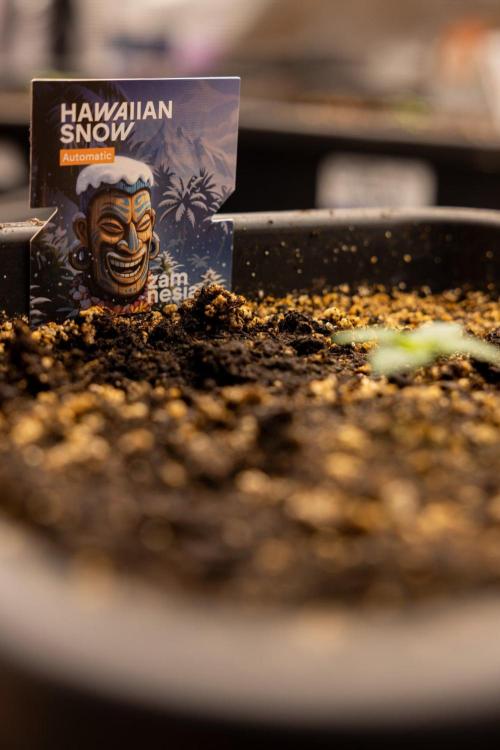 Hawaiian Snow 🌸 Auto - Zamnesia x B&B. Week 1 - Hawaiian Snow Auto - Day 6