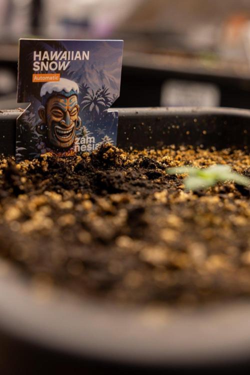 Hawaiian Snow 🌸 Auto - Zamnesia x B&B. Week 1 - Hawaiian Snow Auto - Day 6