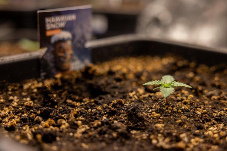 Hawaiian Snow 🌸 Auto - Zamnesia x B&B. Week 1 - Hawaiian Snow Auto - Day 6