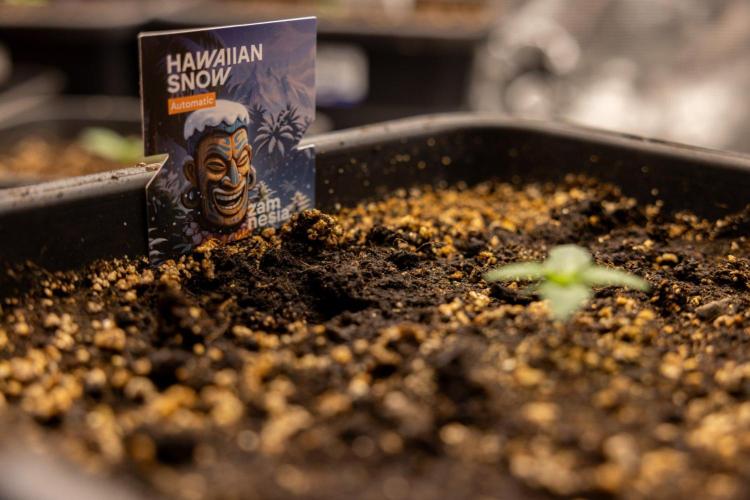 Hawaiian Snow 🌸 Auto - Zamnesia x B&B. Week 1 - Hawaiian Snow Auto - Day 6
