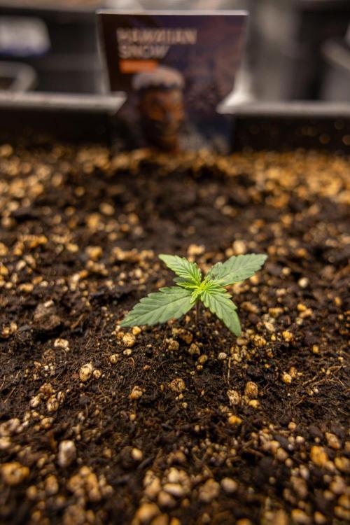Hawaiian Snow 🌸 Auto - Zamnesia x B&B. Week 1 - Hawaiian Snow Auto - Day 6