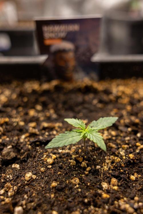 Hawaiian Snow 🌸 Auto - Zamnesia x B&B. Week 1 - Hawaiian Snow Auto - Day 6