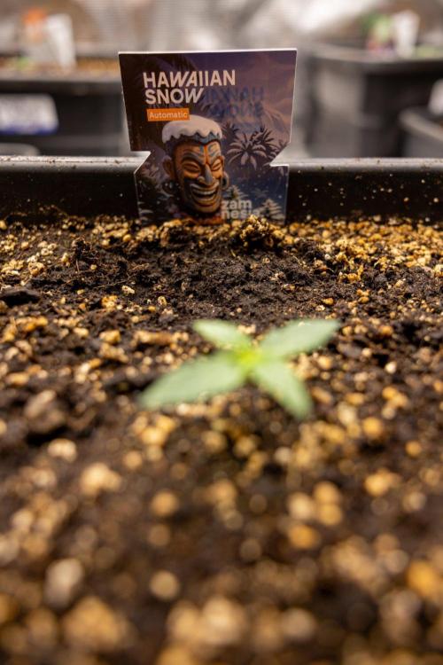 Hawaiian Snow 🌸 Auto - Zamnesia x B&B. Week 1 - Hawaiian Snow Auto - Day 6
