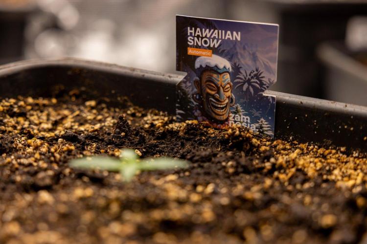 Hawaiian Snow 🌸 Auto - Zamnesia x B&B. Week 1 - Hawaiian Snow Auto - Day 6