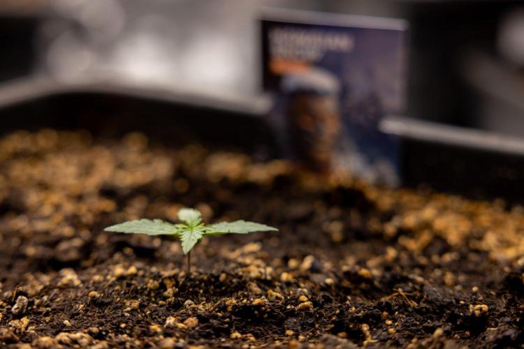 Hawaiian Snow 🌸 Auto - Zamnesia x B&B. Week 1 - Hawaiian Snow Auto - Day 6