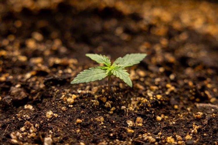 Hawaiian Snow 🌸 Auto - Zamnesia x B&B. Week 1 - Hawaiian Snow Auto - Day 6