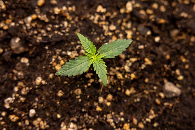 Hawaiian Snow 🌸 Auto - Zamnesia x B&B. Week 1 - Hawaiian Snow Auto - Day 6