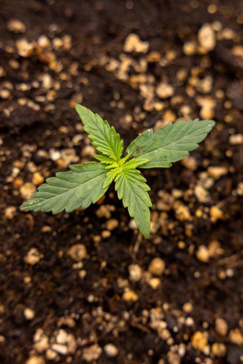 Hawaiian Snow 🌸 Auto - Zamnesia x B&B. Week 1 - Hawaiian Snow Auto - Day 6