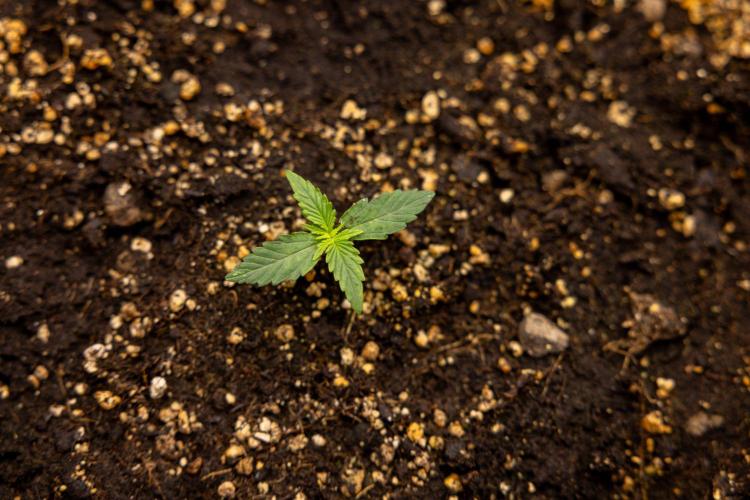 Hawaiian Snow 🌸 Auto - Zamnesia x B&B. Week 1 - Hawaiian Snow Auto - Day 6