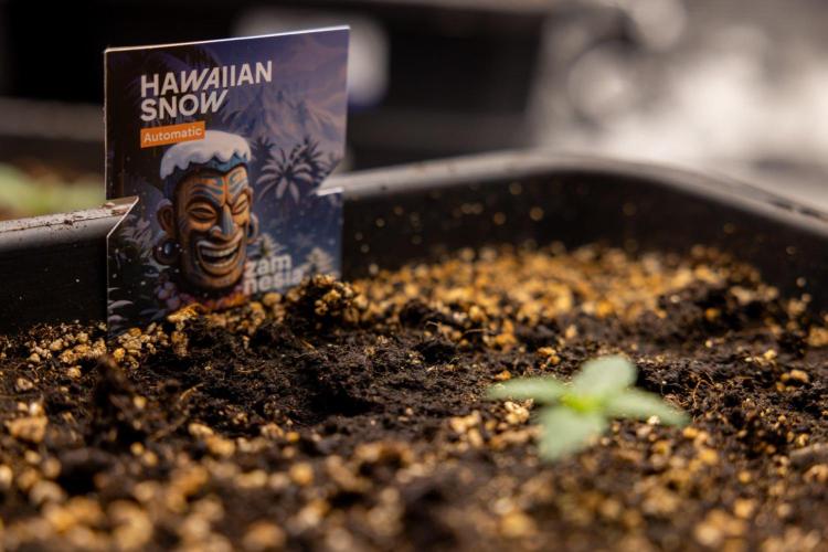 Hawaiian Snow 🌸 Auto - Zamnesia x B&B. Week 1 - Hawaiian Snow Auto - Day 6
