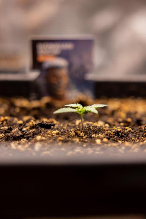 Hawaiian Snow 🌸 Auto - Zamnesia x B&B. Week 1 - Hawaiian Snow Auto - Day 6