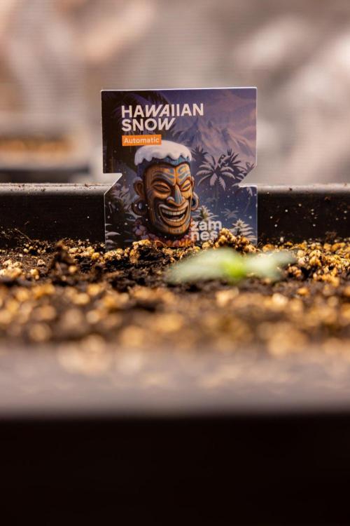 Hawaiian Snow 🌸 Auto - Zamnesia x B&B. Week 1 - Hawaiian Snow Auto - Day 6