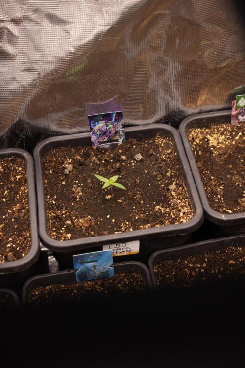 LSD 🌈⃤— F1 Auto - Zamnesia x B&B. Week 1 - LSD F1 hybrid Auto - Day 6