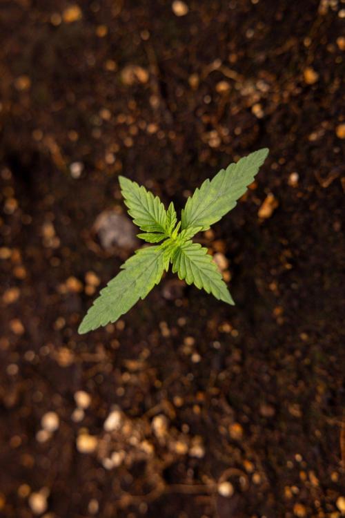 LSD 🌈⃤— F1 Auto - Zamnesia x B&B. Week 1 - LSD F1 hybrid Auto - Day 6