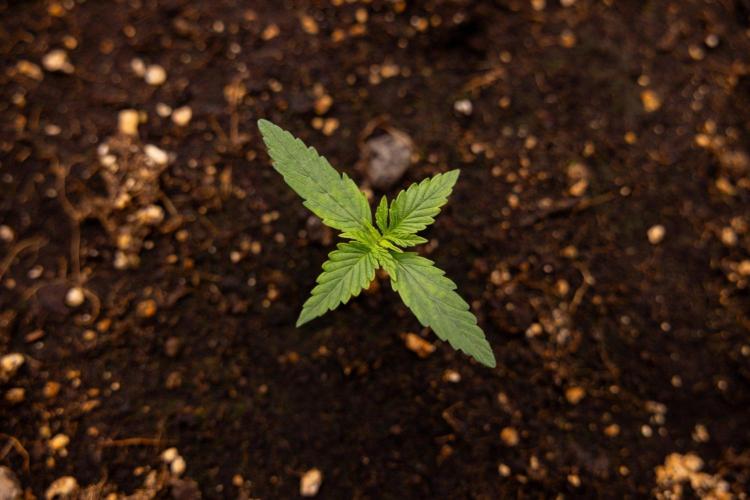 LSD 🌈⃤— F1 Auto - Zamnesia x B&B. Week 1 - LSD F1 hybrid Auto - Day 6