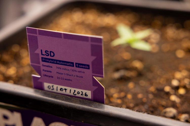LSD 🌈⃤— F1 Auto - Zamnesia x B&B. Week 1 - LSD F1 hybrid Auto - Day 6