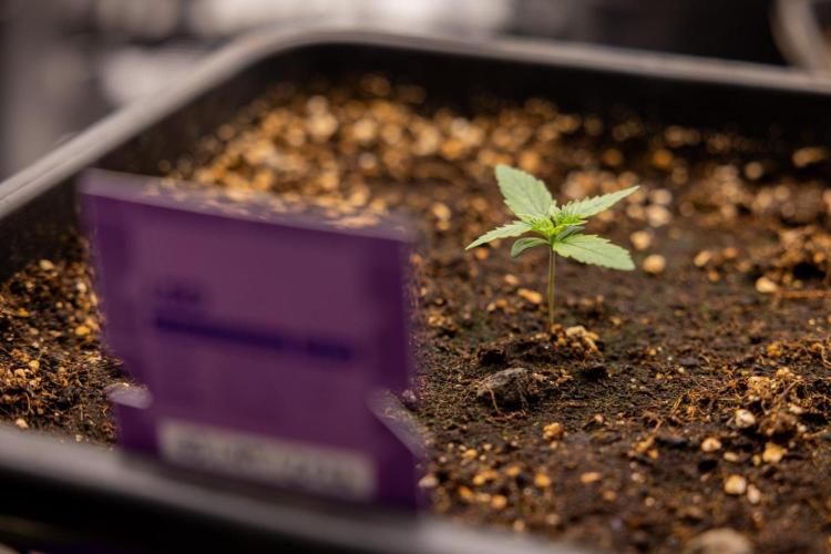 LSD 🌈⃤— F1 Auto - Zamnesia x B&B. Week 1 - LSD F1 hybrid Auto - Day 6