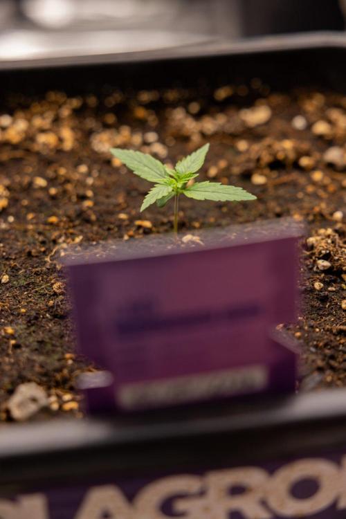 LSD 🌈⃤— F1 Auto - Zamnesia x B&B. Week 1 - LSD F1 hybrid Auto - Day 6