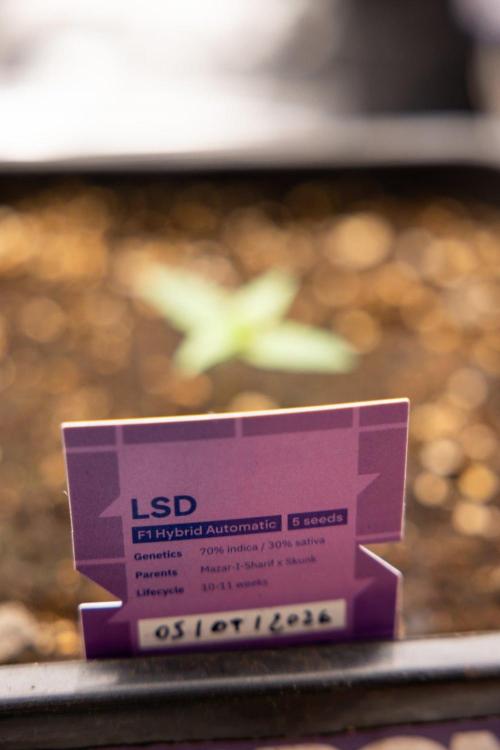LSD 🌈⃤— F1 Auto - Zamnesia x B&B. Week 1 - LSD F1 hybrid Auto - Day 6