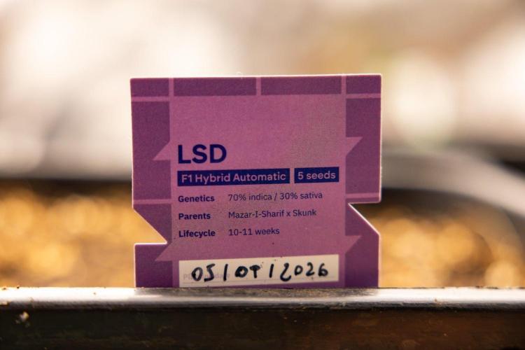 LSD 🌈⃤— F1 Auto - Zamnesia x B&B. Week 1 - LSD F1 hybrid Auto - Day 6