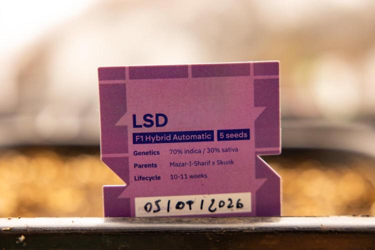LSD 🌈⃤— F1 Auto - Zamnesia x B&B. Week 1 - LSD F1 hybrid Auto - Day 6