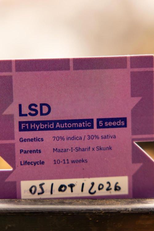 LSD 🌈⃤— F1 Auto - Zamnesia x B&B. Week 1 - LSD F1 hybrid Auto - Day 6