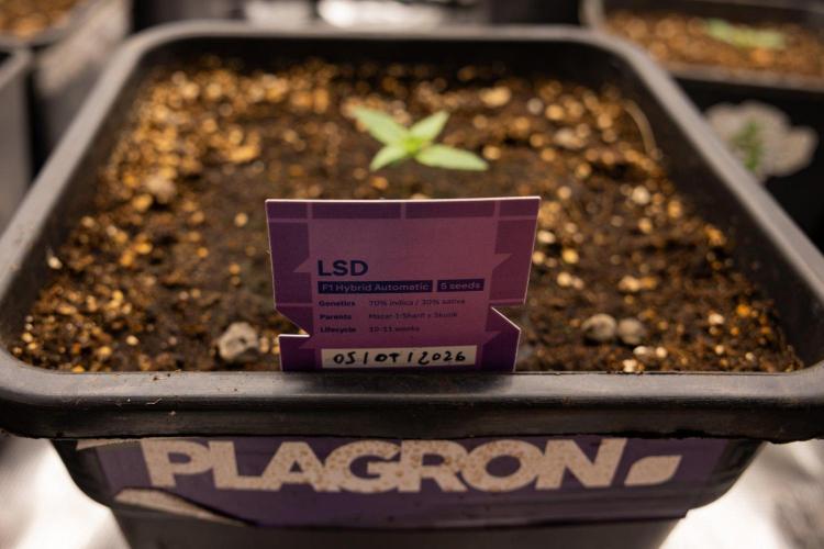 LSD 🌈⃤— F1 Auto - Zamnesia x B&B. Week 1 - LSD F1 hybrid Auto - Day 6