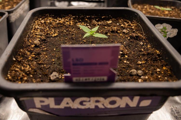 LSD 🌈⃤— F1 Auto - Zamnesia x B&B. Week 1 - LSD F1 hybrid Auto - Day 6