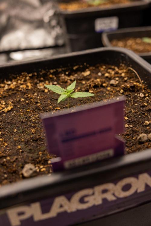 LSD 🌈⃤— F1 Auto - Zamnesia x B&B. Week 1 - LSD F1 hybrid Auto - Day 6