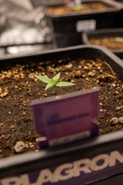 LSD 🌈⃤— F1 Auto - Zamnesia x B&B. Week 1 - LSD F1 hybrid Auto - Day 6
