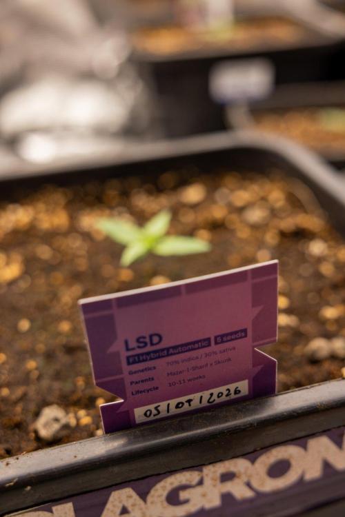LSD 🌈⃤— F1 Auto - Zamnesia x B&B. Week 1 - LSD F1 hybrid Auto - Day 6