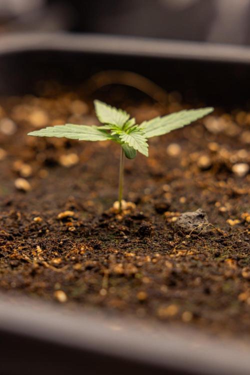 LSD 🌈⃤— F1 Auto - Zamnesia x B&B. Week 1 - LSD F1 hybrid Auto - Day 6