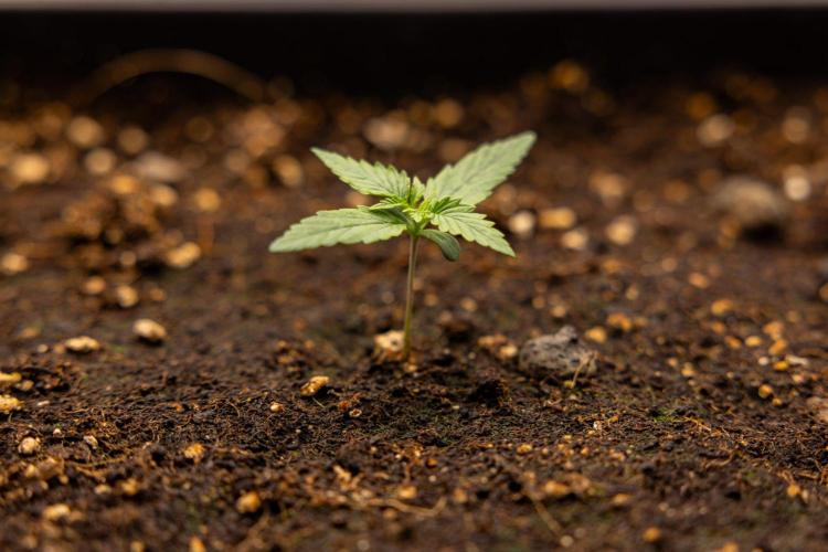 LSD 🌈⃤— F1 Auto - Zamnesia x B&B. Week 1 - LSD F1 hybrid Auto - Day 6
