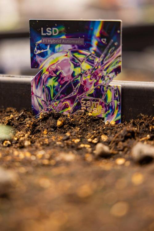 LSD 🌈⃤— F1 Auto - Zamnesia x B&B. Week 1 - LSD F1 hybrid Auto - Day 6