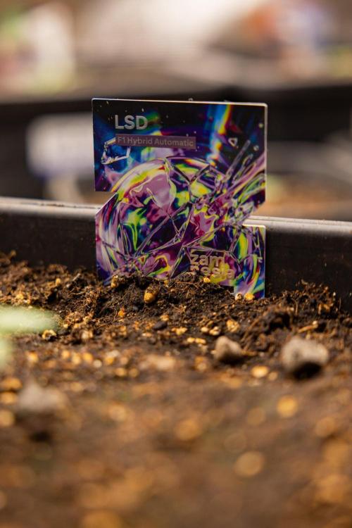 LSD 🌈⃤— F1 Auto - Zamnesia x B&B. Week 1 - LSD F1 hybrid Auto - Day 6