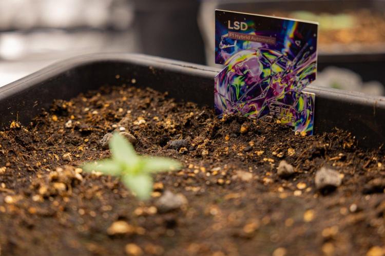 LSD 🌈⃤— F1 Auto - Zamnesia x B&B. Week 1 - LSD F1 hybrid Auto - Day 6