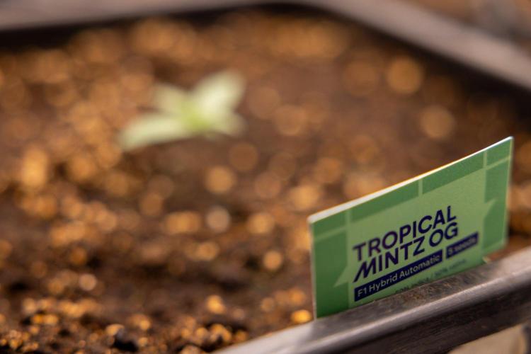 Tropical Mintz 🌴 OG F1 Auto - Zamnesia. Week 1 - Tropical Mintz OG - F1 Hybrid Auto - Day 6