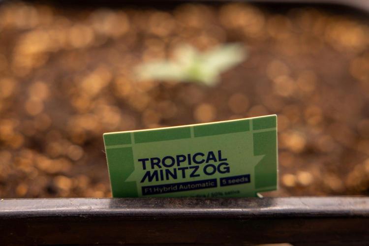 Tropical Mintz 🌴 OG F1 Auto - Zamnesia. Week 1 - Tropical Mintz OG - F1 Hybrid Auto - Day 6