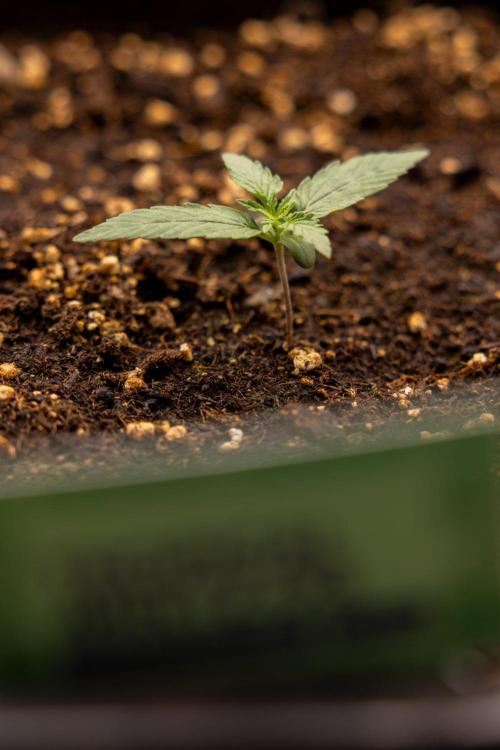 Tropical Mintz 🌴 OG F1 Auto - Zamnesia. Week 1 - Tropical Mintz OG - F1 Hybrid Auto - Day 6