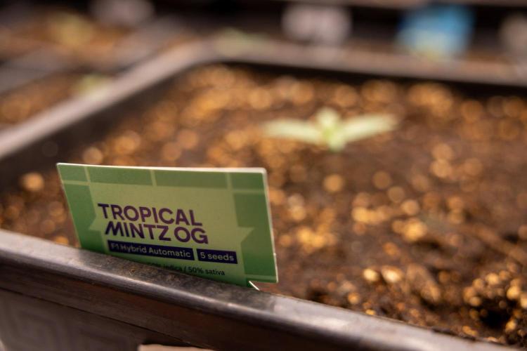 Tropical Mintz 🌴 OG F1 Auto - Zamnesia. Week 1 - Tropical Mintz OG - F1 Hybrid Auto - Day 6