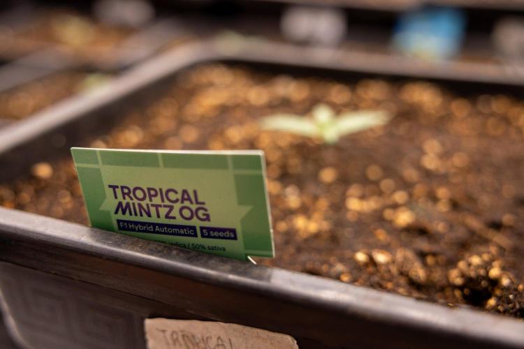 Tropical Mintz 🌴 OG F1 Auto - Zamnesia. Week 1 - Tropical Mintz OG - F1 Hybrid Auto - Day 6