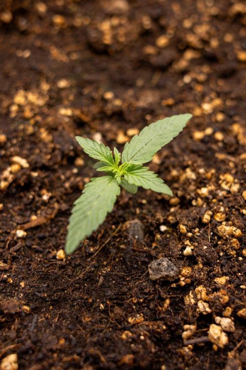 Tropical Mintz 🌴 OG F1 Auto - Zamnesia. Week 1 - Tropical Mintz OG - F1 Hybrid Auto - Day 6